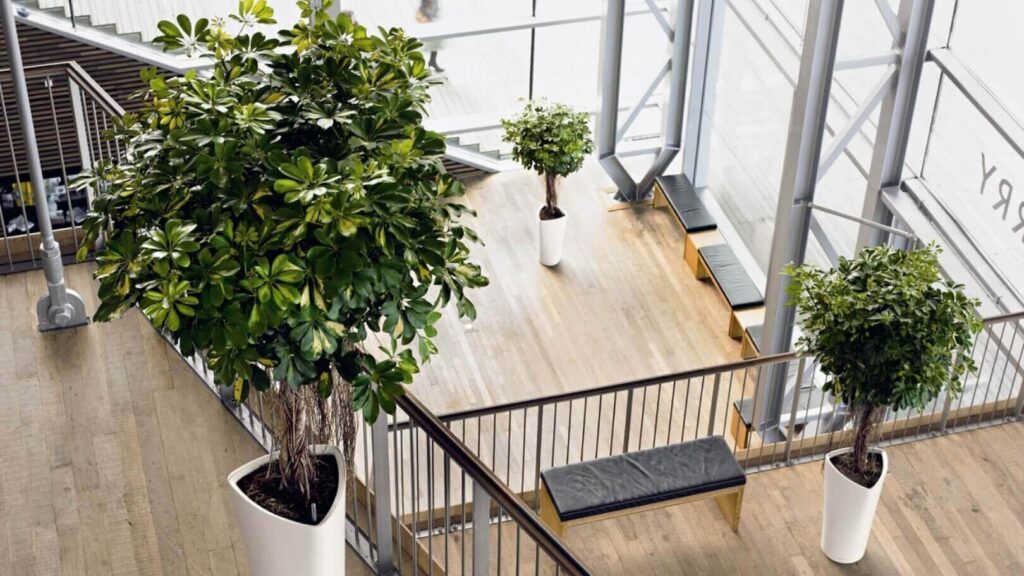 office indoor plants